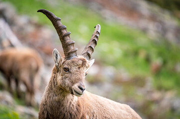 portrait of a young male ibex in Engadine