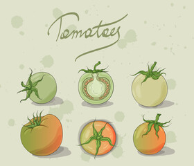 Green tomatoes collection. Colorful vegetable hand drawn illustration. Tomatoes, half tomato isolated. Organic food.

