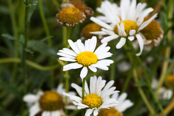 Fototapeta premium Beautiful white daisies. Soft selective focus. Closeup Image.