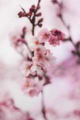Close up of pink japan cherry (Sakura) blossoms on blue sky background. Shallow depth of field, soft focus and bokeh