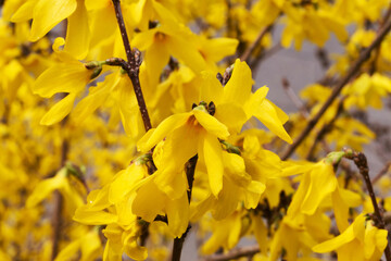 Beautiful bright yellow flowers. Soft selective focus. Closeup Image.