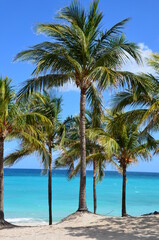 Palm trees on Varadero beach in cuba, turquoise caribbean sea in the background, blue sky background, a sunny day