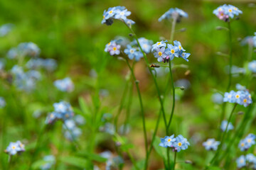Obraz na płótnie Canvas Myosotis sylvatica blossoms. blue flowers close-up in the forest