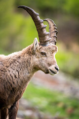 portrait of a young male ibex in Engadine