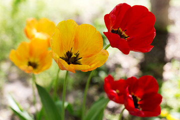 Obraz premium Beautiful bright red and yellow tulips. Soft selective focus. Closeup Image.