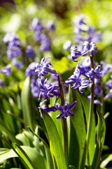 Obraz premium Beautiful bright blue geotsinty to blur the background in a contrasting light, soft selective focus. Closeup Image.
