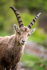 portrait of a young male ibex in Engadine