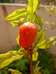 single bud of pomegranate plant closeup view