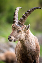 portrait of a young male ibex in Engadine