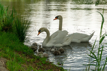 married couple of white swans with chicks swim in the pond