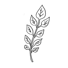 Single hand drawn  leaf . Doodle vector illustration. Floristic element for greeting cards, posters, stickers and seasonal design. Isolated on white background