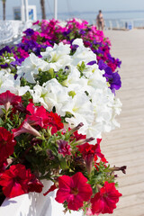 Pretty floral arrangement on the background of a summer recreation area on the beach, sunny day in backlit. Selective focus, as a background for any advertising
