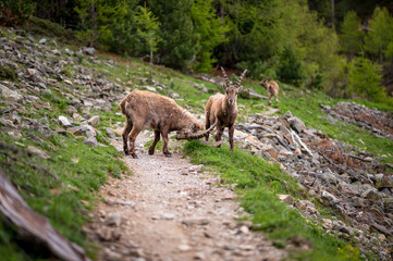 two young male ibex on a hiking path in Engadine