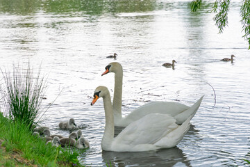 married couple of white swans with chicks swim in the pond