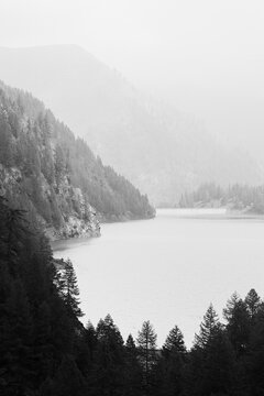 artificial mountain lake with pine trees in black and white © francesca