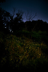 fireflies at night in the woods