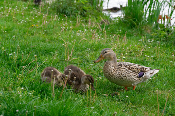 duck with little chicks at the pond eat grass