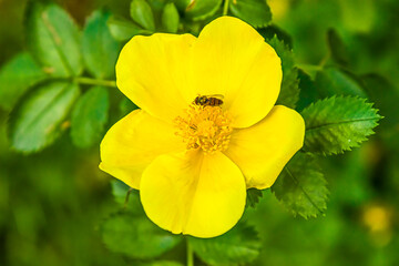Yellow dog rose. Rosa canina flowers with green leaves on a blurry background. Blooming wild yellow rose bush. Yellow dog rose (Rosa canina) on a bokeh.