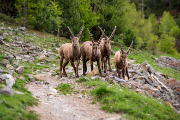 subadult male ibexes on a hiking path in Engadine