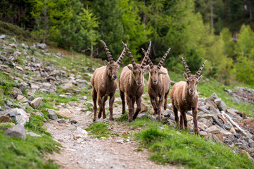 subadult male ibexes on a hiking path in Engadine