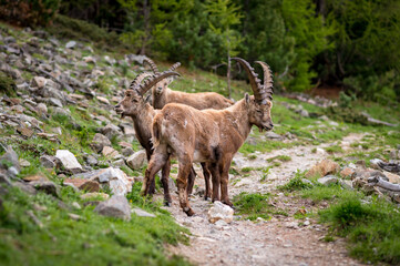 group of subadult male ibexes in Engadine