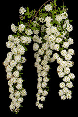 White flowers of Spirea aguta or Brides wreath, isolated on black background