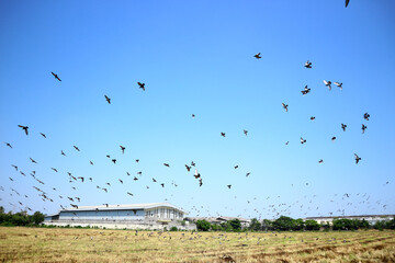 Many pigeons fly in the rice fields.