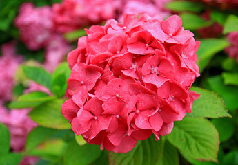Close-up a blooming pink Hydrangea macrophylla flower in summer garden. Delicate background for cards
