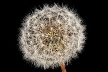 Old dandelion isolated on black background