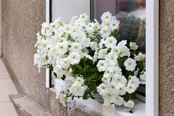 Authentic white flowers in the open window in the wall of the house run. Selective focus and space in the zone blurring compositions for the production of advertising and text. low flowers. Soft selec