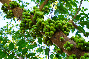 Common fig or Ficus carica fruit on tree with green leaves background