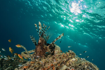 Obraz premium Lion fish in the Red Sea colorful fish, Eilat Israel 