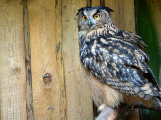 Eurasian eagle-owl (Bubo bubo)