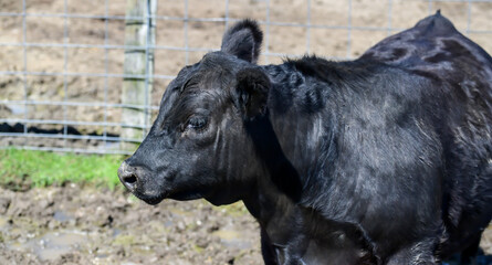 black cow in livestock pen