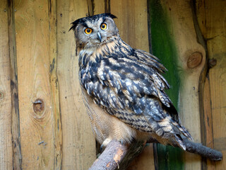 Eurasian eagle-owl (Bubo bubo)