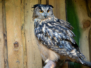Eurasian eagle-owl (Bubo bubo)