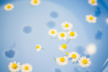 Fototapeta na wymiar Close-up of small and beautiful daisies in a blue bowl with transparent water and shadow at the bottom of the bowl.