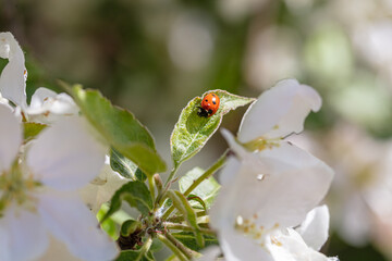 Red ladybug climbs on a flowering flower on a blossoming apple tree
