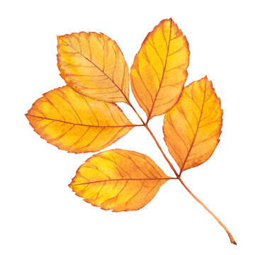 Autumn beech leaf.