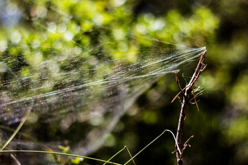 spider on the web