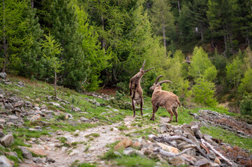 fighting subadult male ibexes on a hiking path in Engadine
