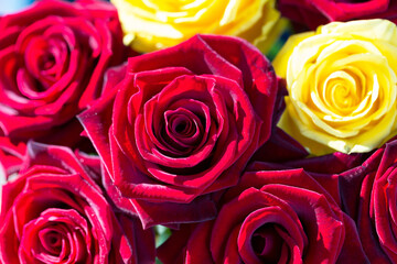 Fototapeta na wymiar Beautiful red and yellow roses roses backlit, as a background for setting advertising compositions. Selective focus.
