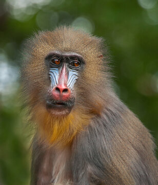 Portrait of the adult female mandrill