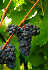 Fototapeta premium Sweet and tasty red grape bunch hanging on the vine close-up. 