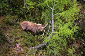 impressive male ibex rubs his horns on a tree in Engadine