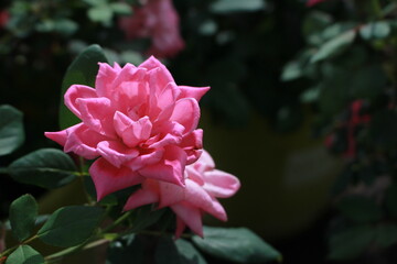 Pink Flower