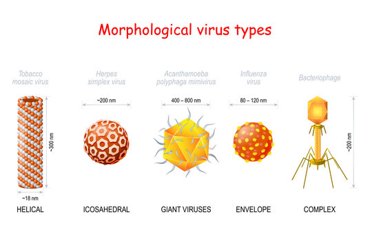 morphological types and size of viruses.
