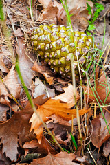 Pine Cone Detail and the Dry Autumn Leaves