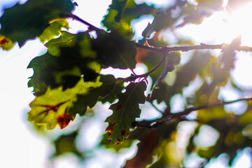 green leaves against blue sky and sunshine
