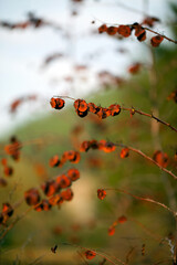 Dry Autumn Leaves in Nature